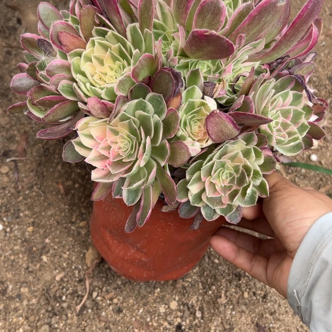 794西施多肉植物系