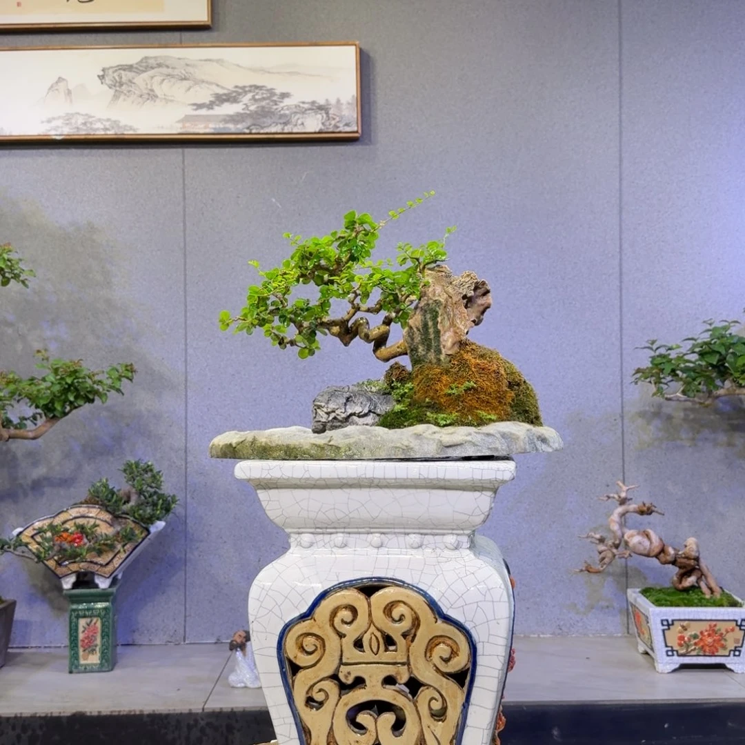 香兰盆景盆景盆景盆景