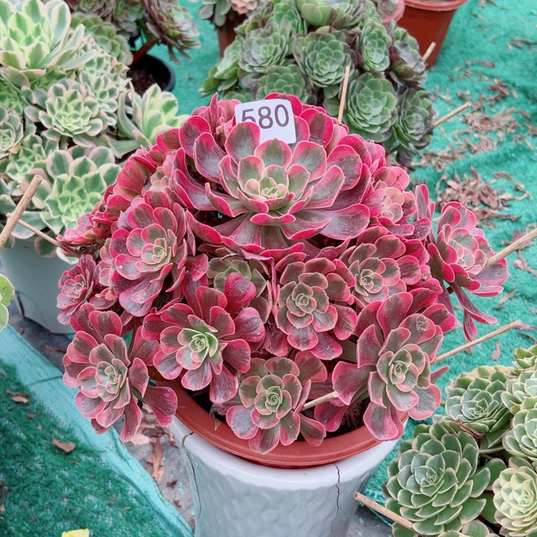 580爱神法师多肉植物