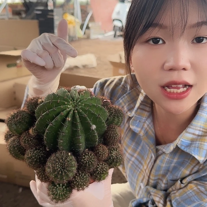 山脉天际线（掉头掉崽不售后）