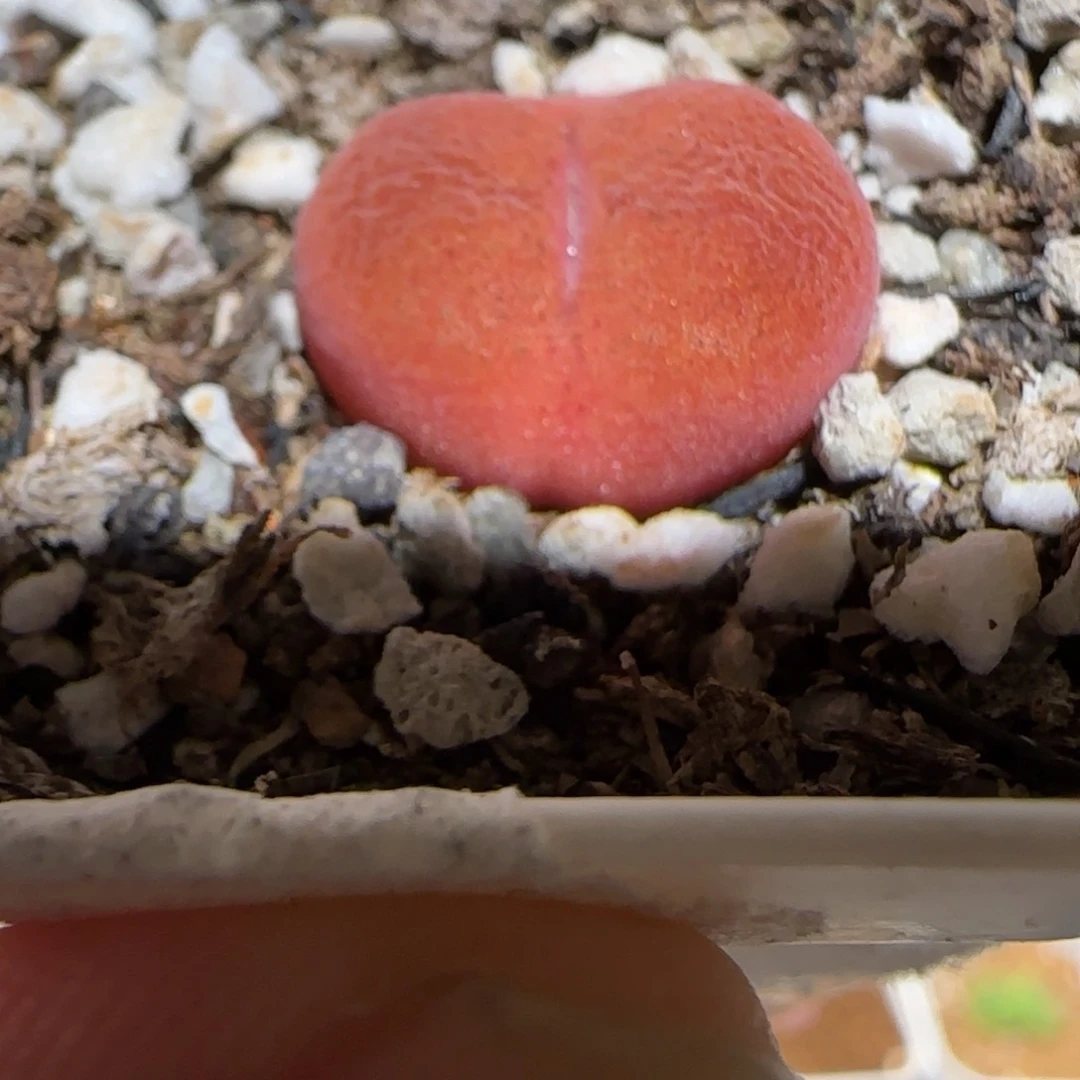肉锥多肉植物组合-水蜜桃462