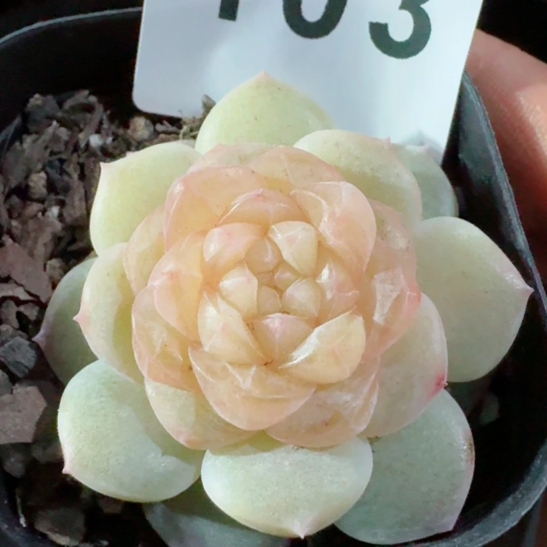 绒霜         精品多肉