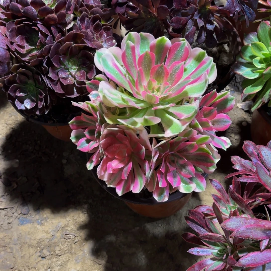 粉女巫手捧9.9多肉植物