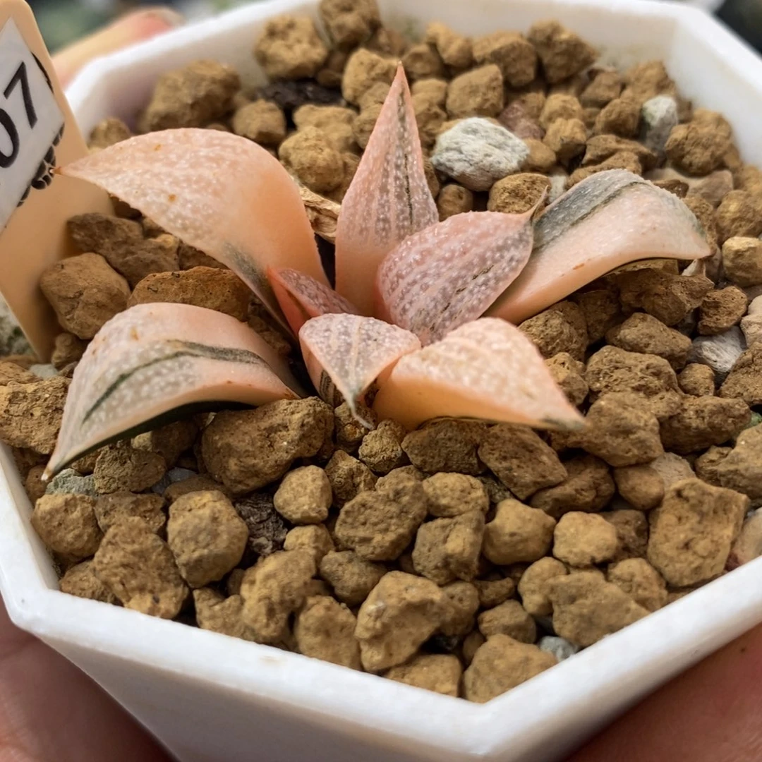 207青蟹锦一物一拍没全锦叶