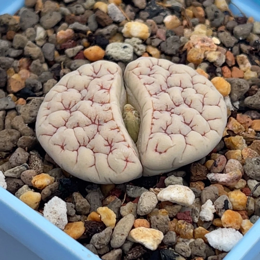 7840凹凸脑纹189一颗