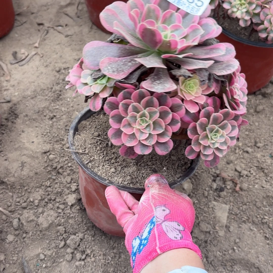 M. 4135美杜莎多肉112233