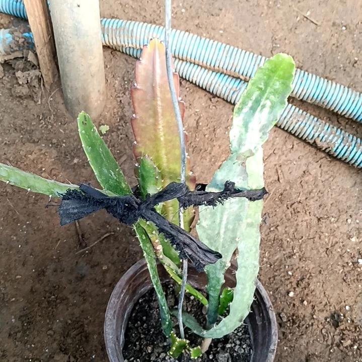 顺**然令箭何花东北小粉