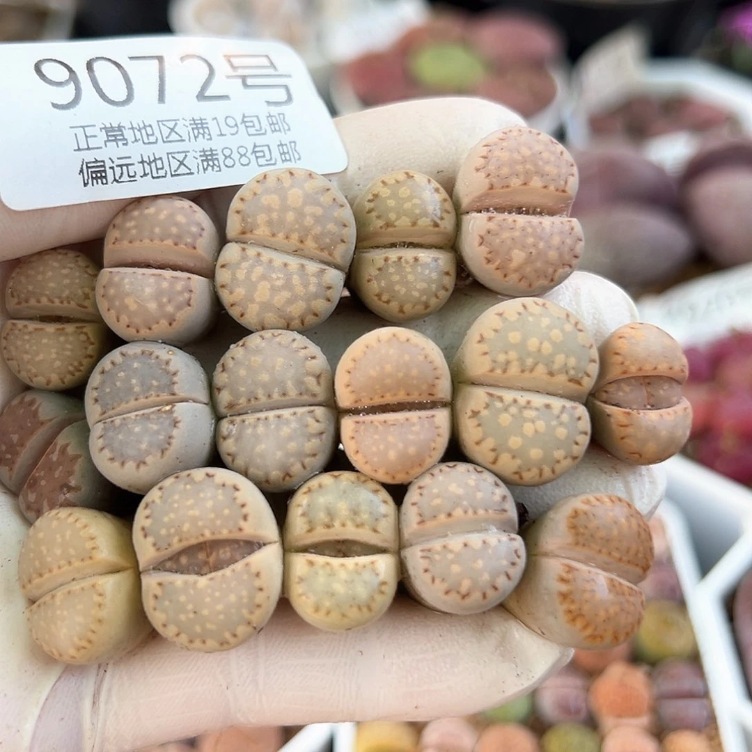 9072三年彩饼干17颗1.2-1.8cm