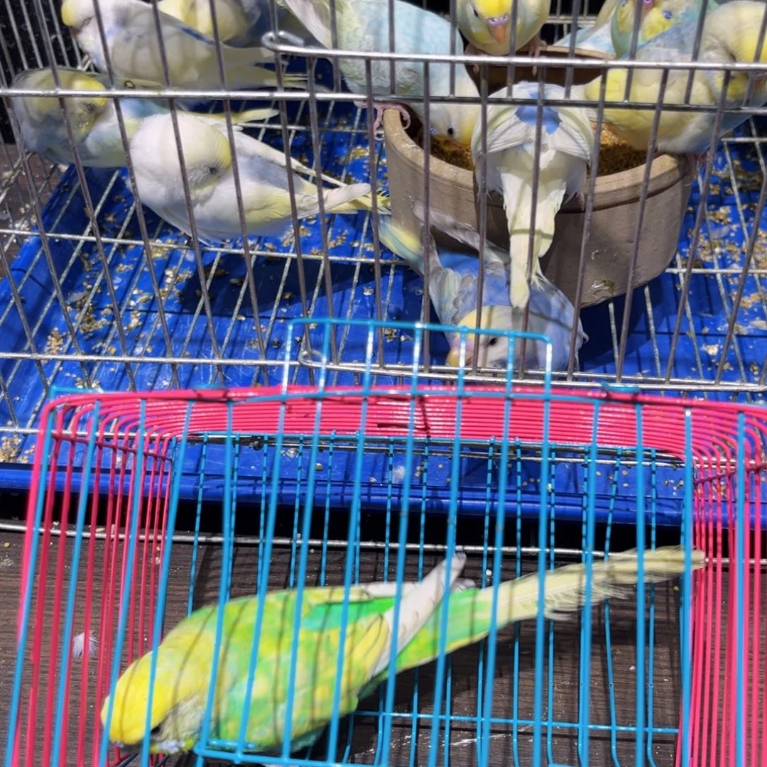 虎皮鹦鹉金彩虎皮鹦鹉公，一物一拍不退换竞拍