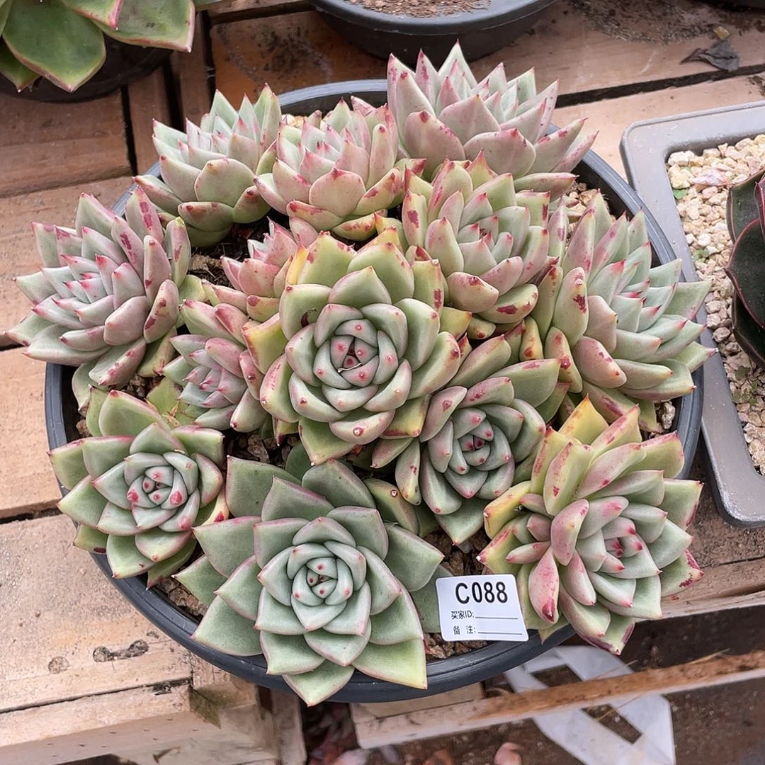 若如东云单拍C088