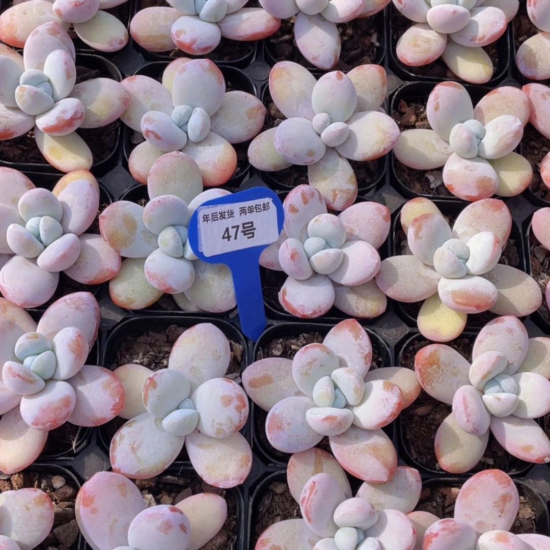 47号雪美人单头带腿一个