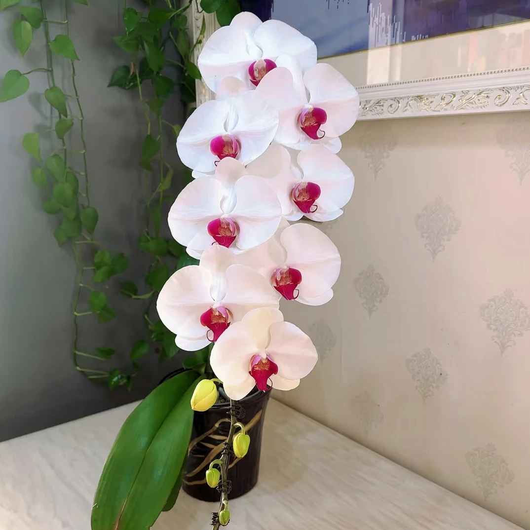 两个剑【鸿心】2.8寸杯2个带花剑发货，大花型品种