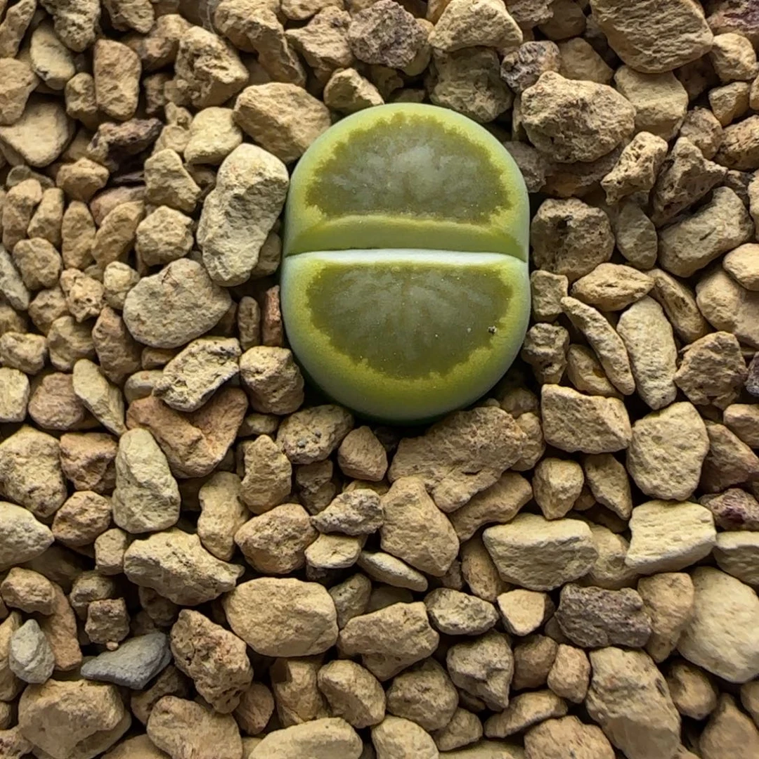 089 生石花大棚直播