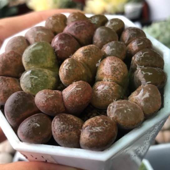 8849，1.5–2厘米母本但是风铃