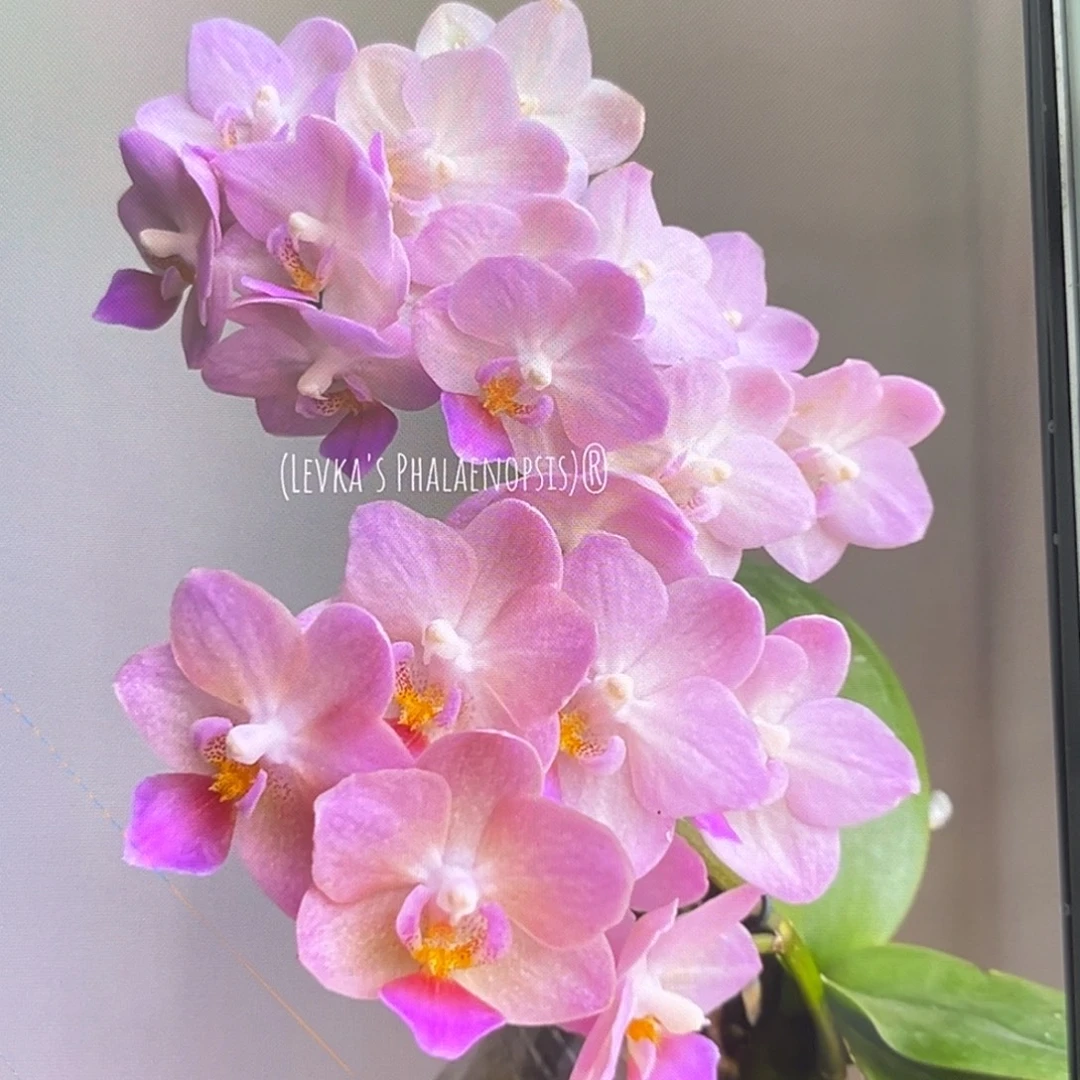 无花朵2.5寸桃之夭夭苗