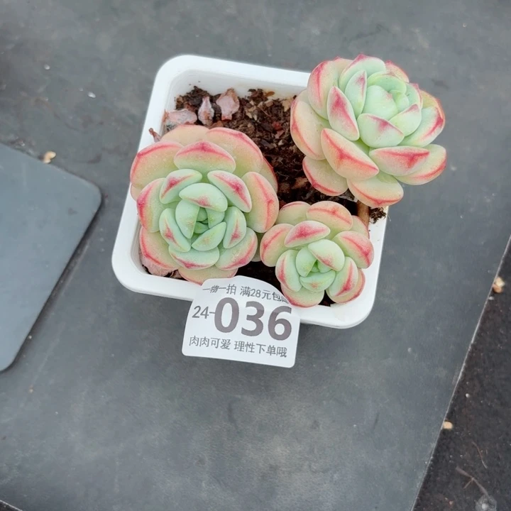 白底香草无盆土发货无