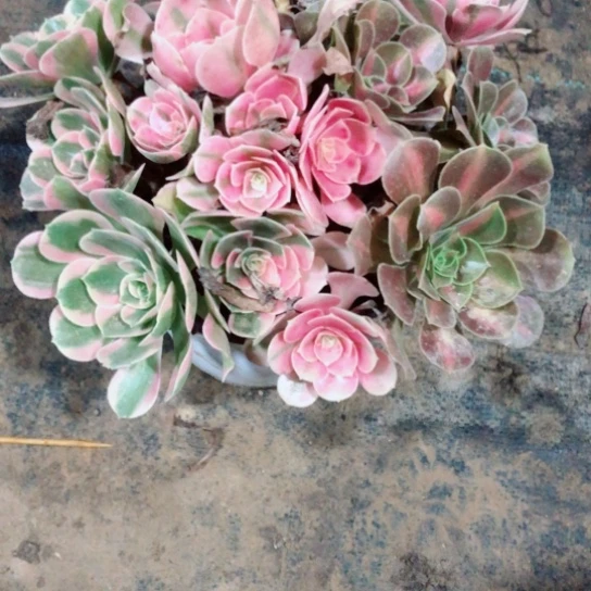 话***狐无花朵女巫花脸法师多肉植物45号