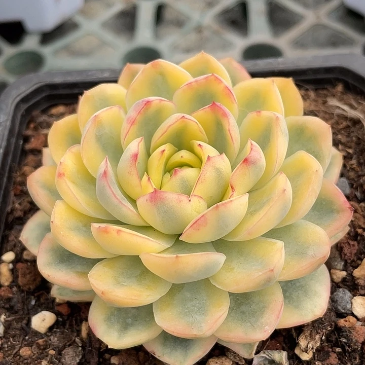 三***牛钥橙锦。锦龙一物一拍