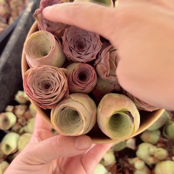 山地玫瑰多肉植物山地39