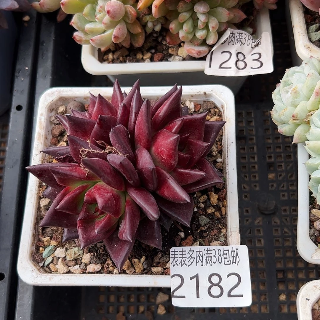 多肉一物一拍植物2182