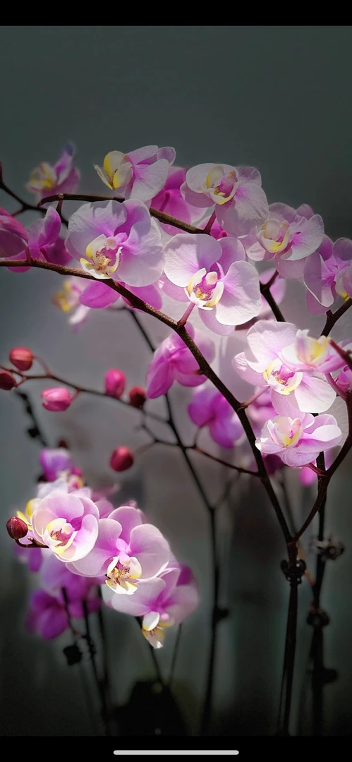 高品质蝴蝶兰《小梅花》2.8寸杯 开花有香味 苗子发货