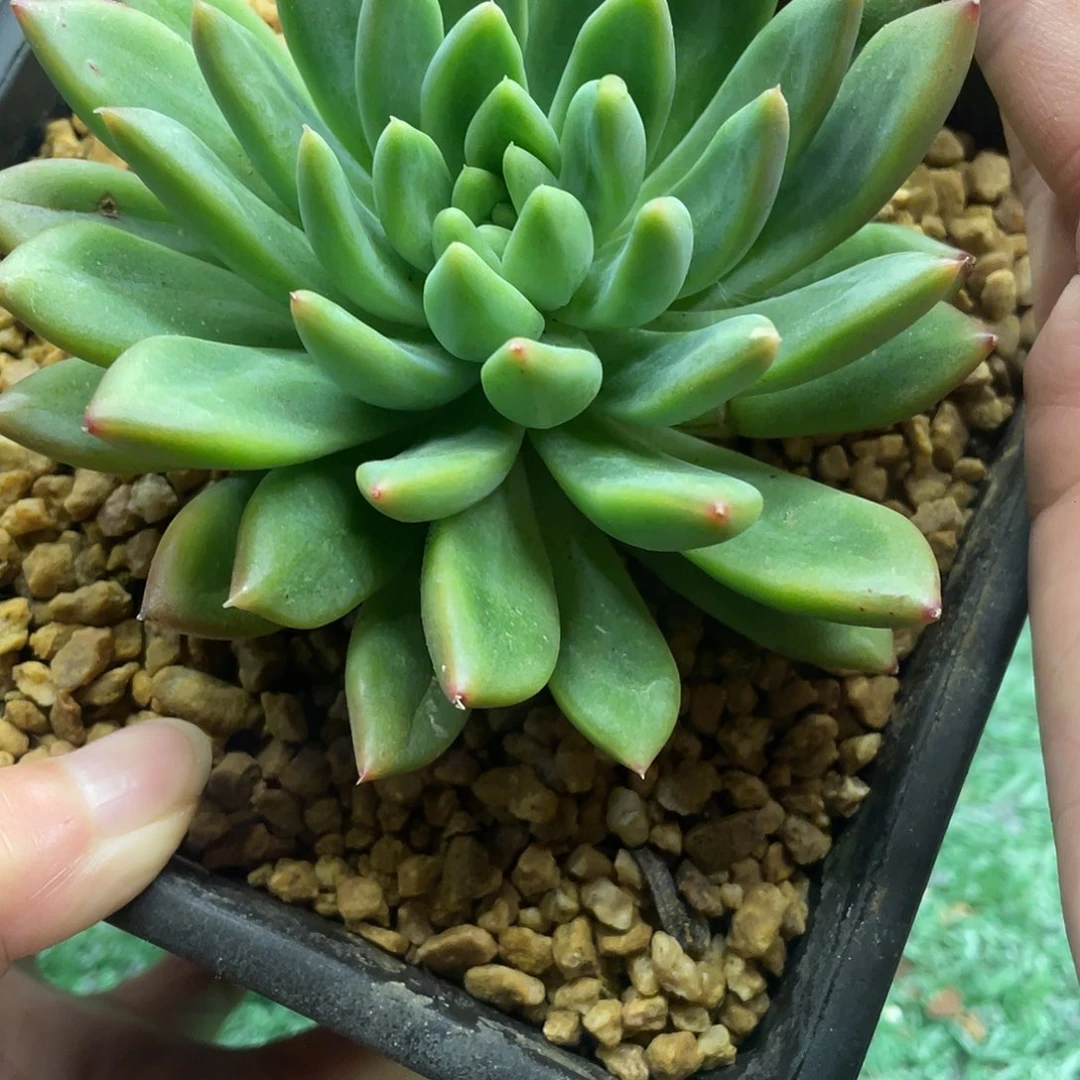 009一物一一拍一拍