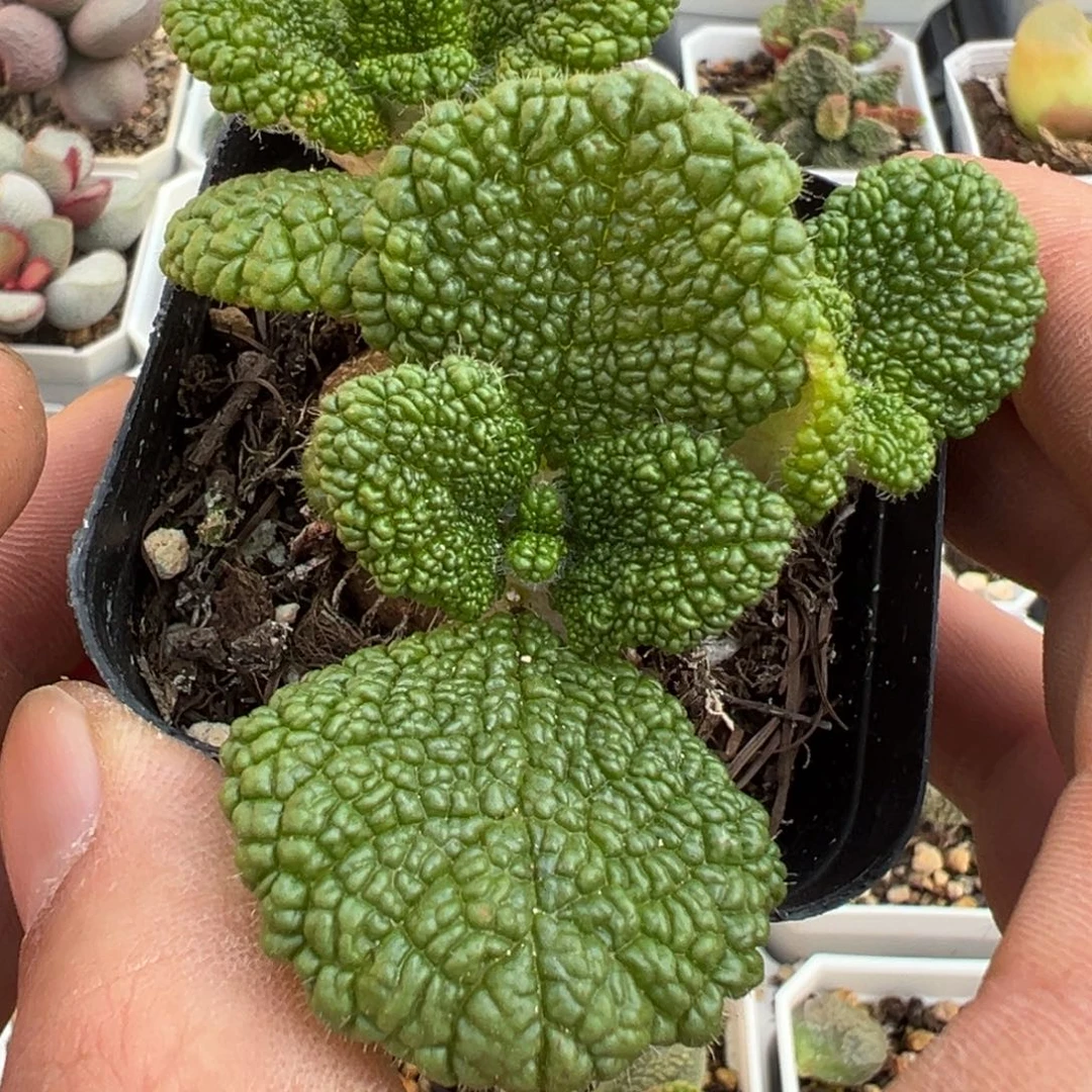 土豆雷泡泡叶断崖王子