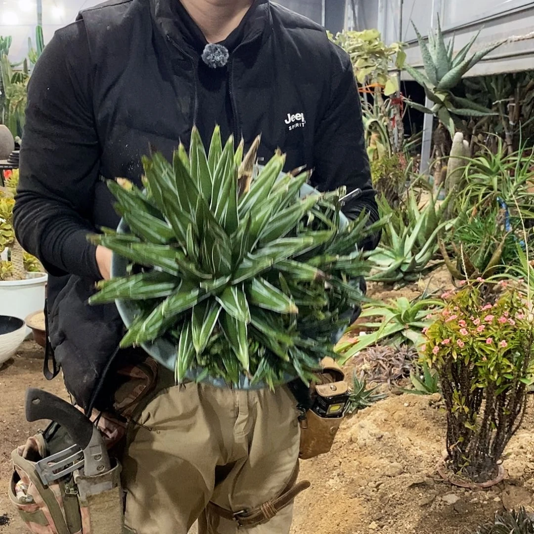 50号拍品。       整盆