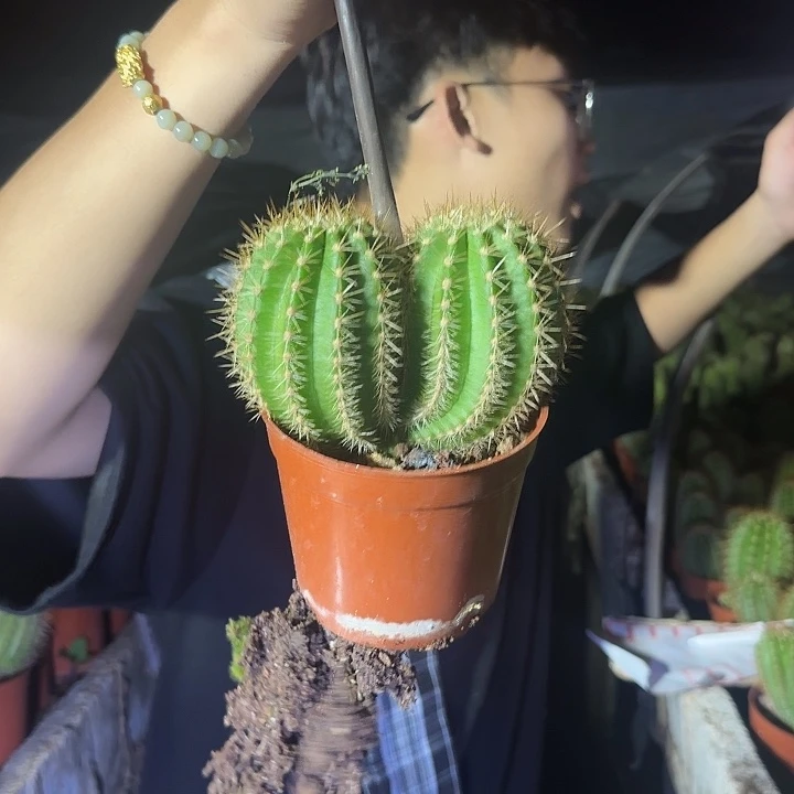 无花朵苏乞儿双头不保高度