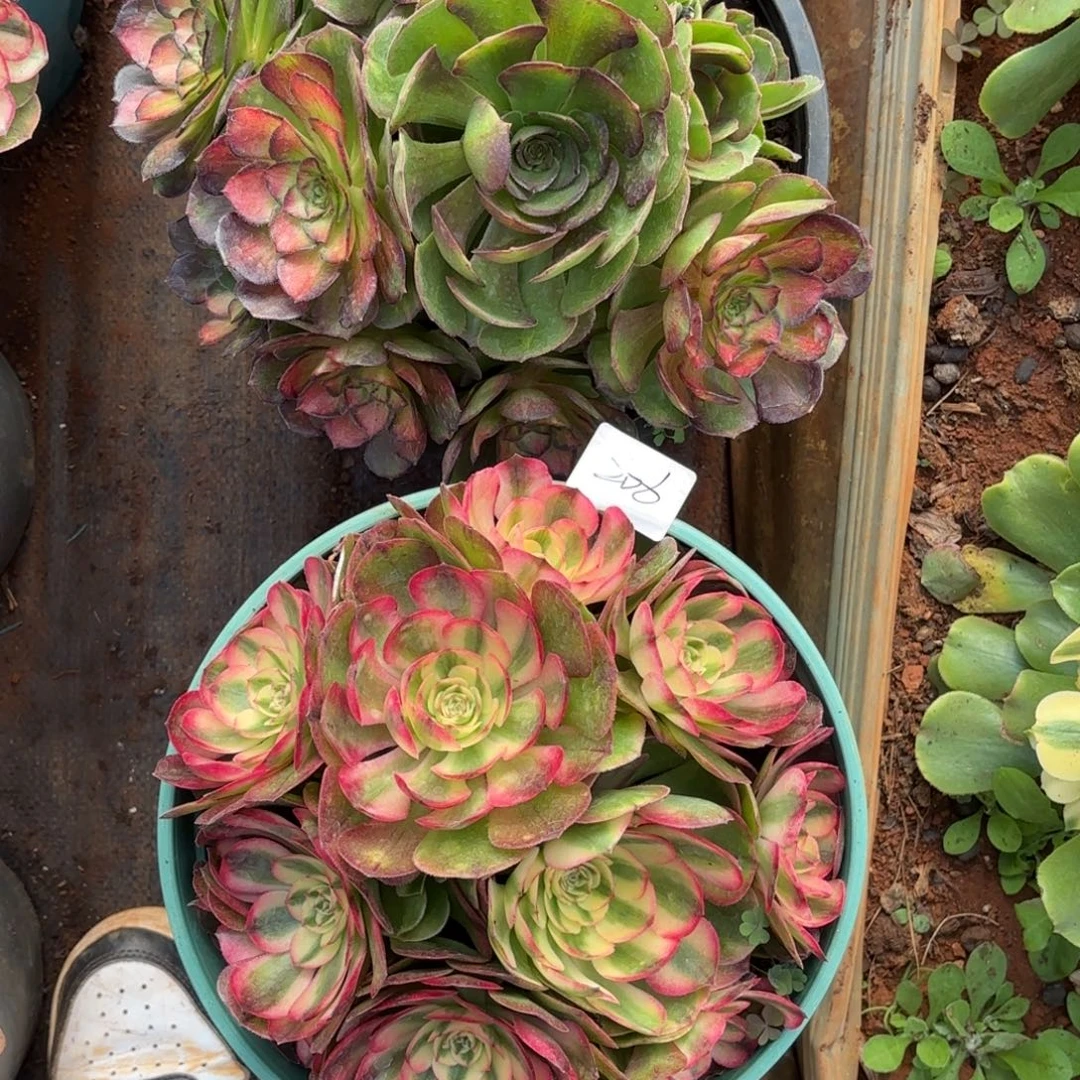 云南多肉植物组拍