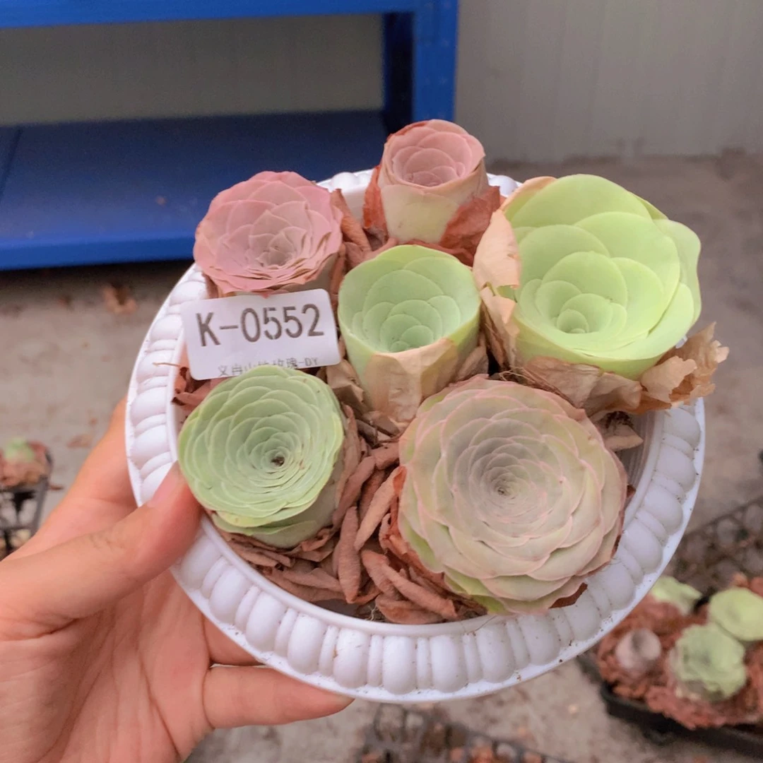 0552带盆6颗不同品种