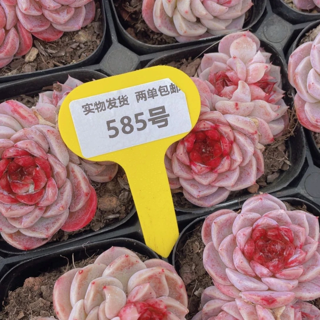 585号红丝绒糖心天鹅绒双头起一个不包整