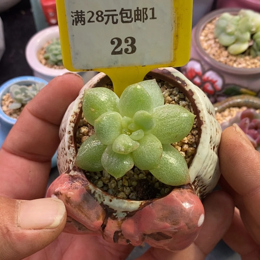 123粉钻白拉丝石化……