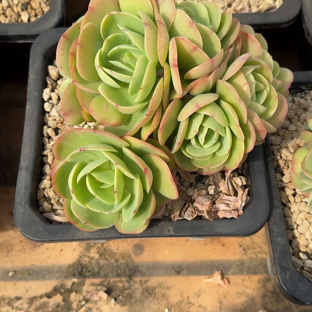 铭*?铭记 碧桃缀化 00000000