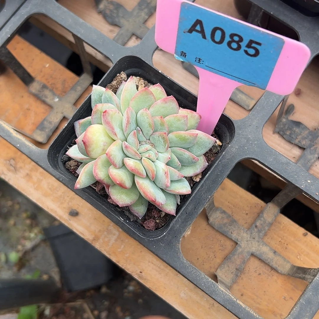 流****多肉植物一物一拍