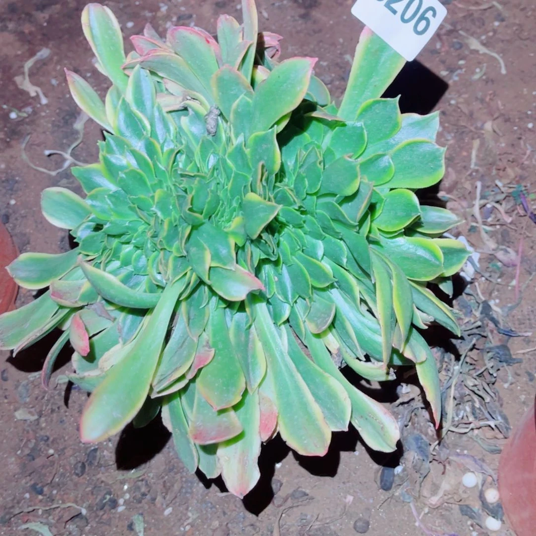 206香炉盘中班缀化多肉植物