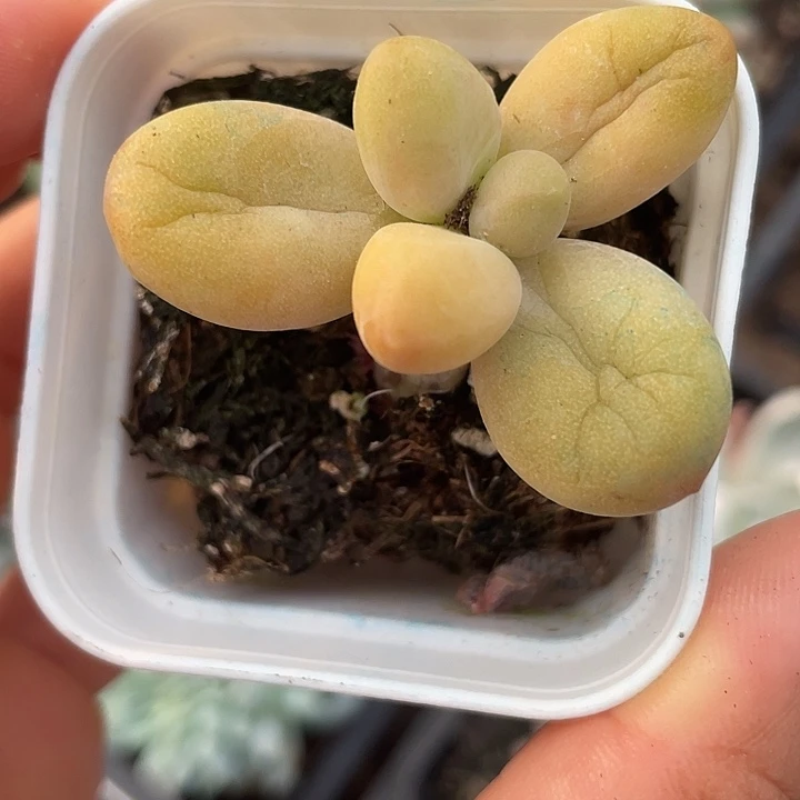 梅***旧一我一拍黄色糖果满18包邮