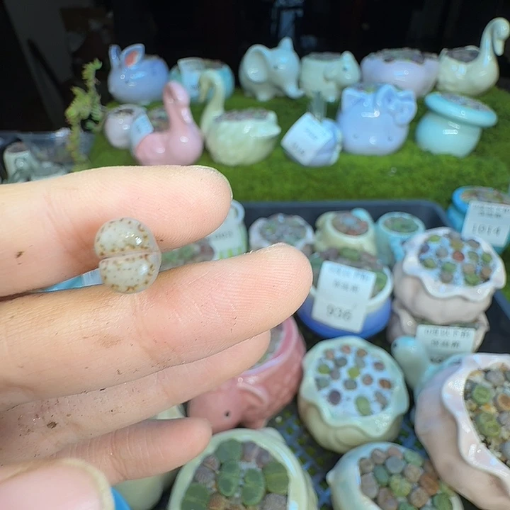 锦****多肉植物福利冲1019