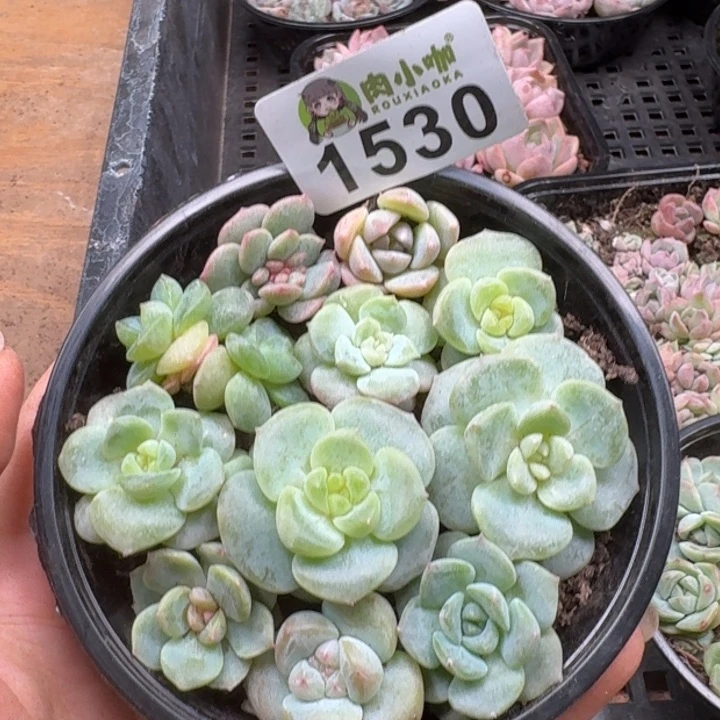 ꕥ***࿐无花朵多肉植物多肉植物