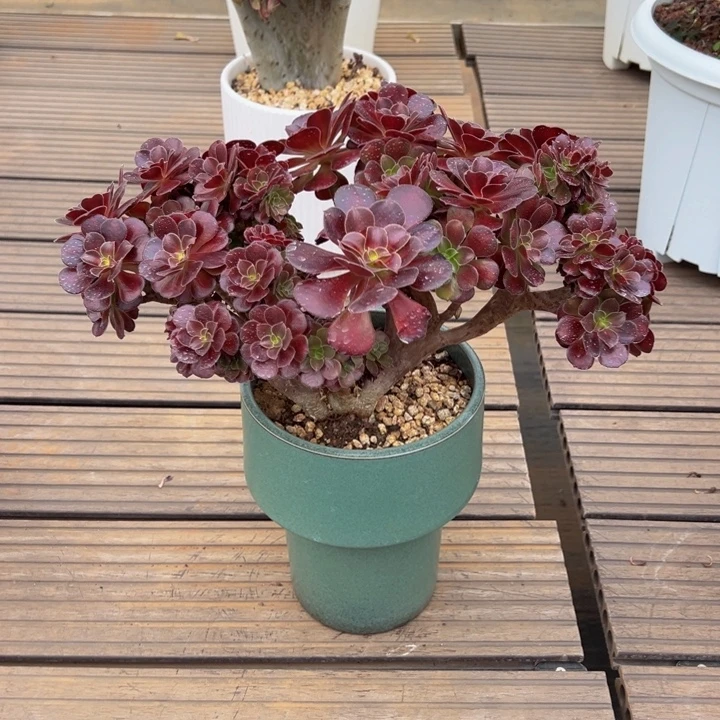 花纳锦朵朵缀化00