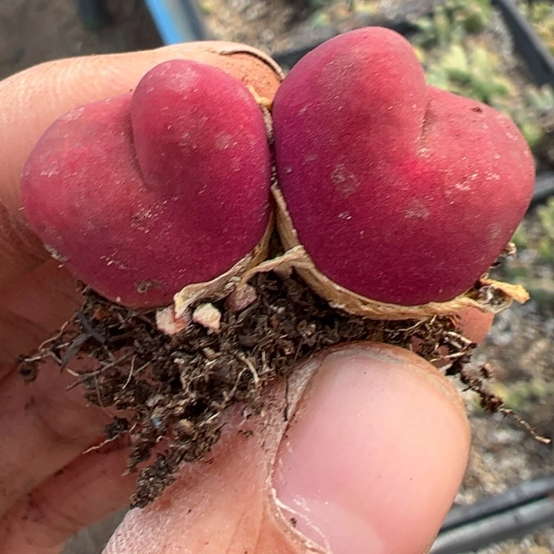 -*多肉植物1111111111111111