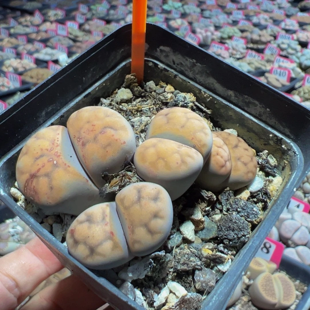 268 一物一拍，默认有伤，介意勿拍，不退不换