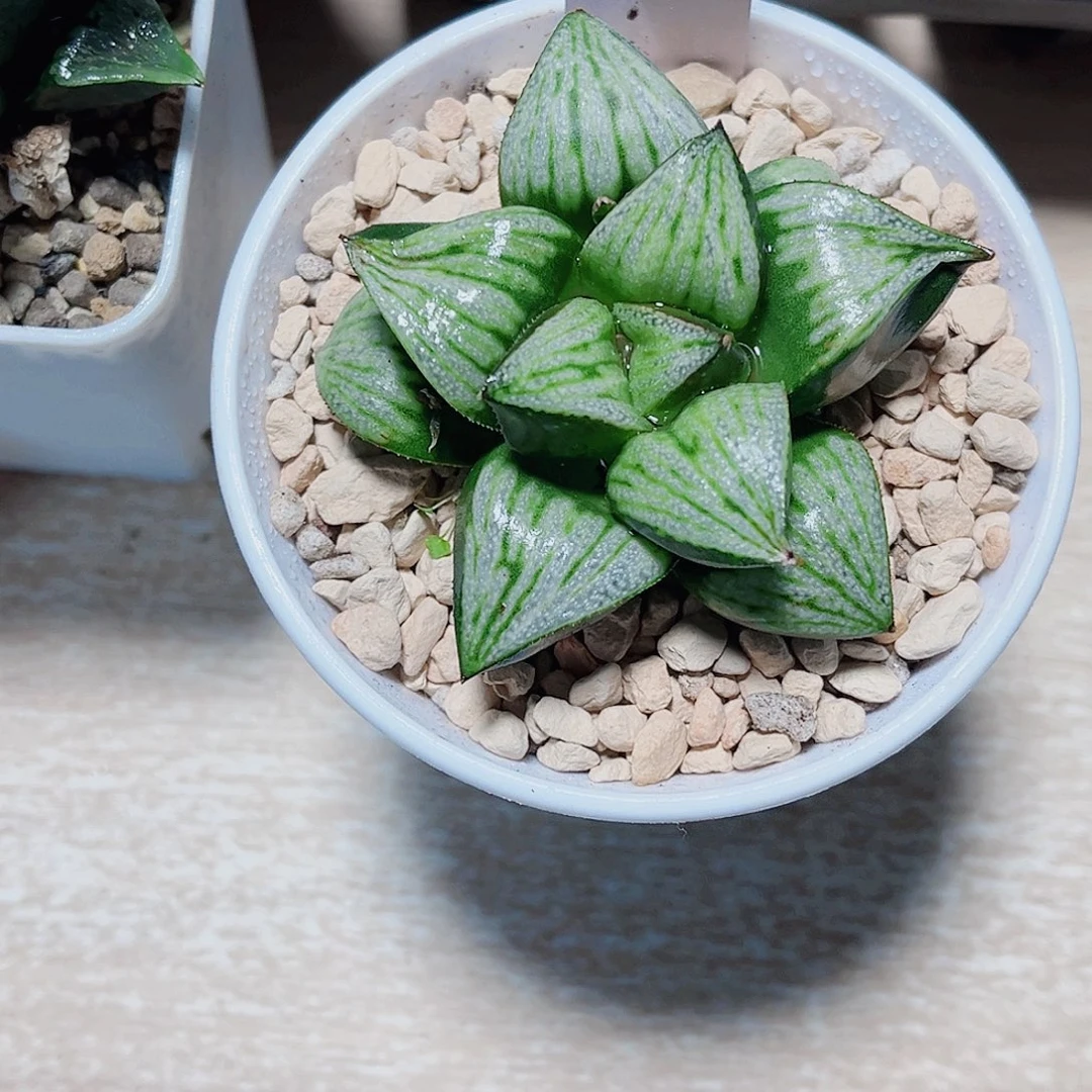 青蟹娜塔莉新手好养