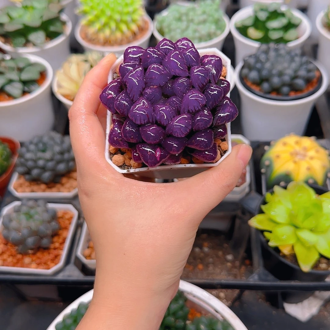 紫宝石冰灯玉露，原盆