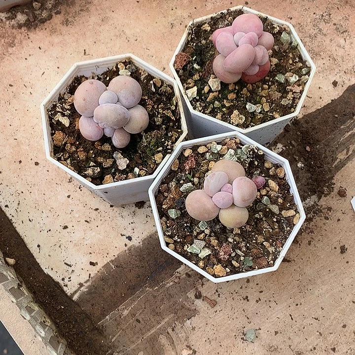 悠***～返回芬芳馥郁还回家成功后vv现在学费