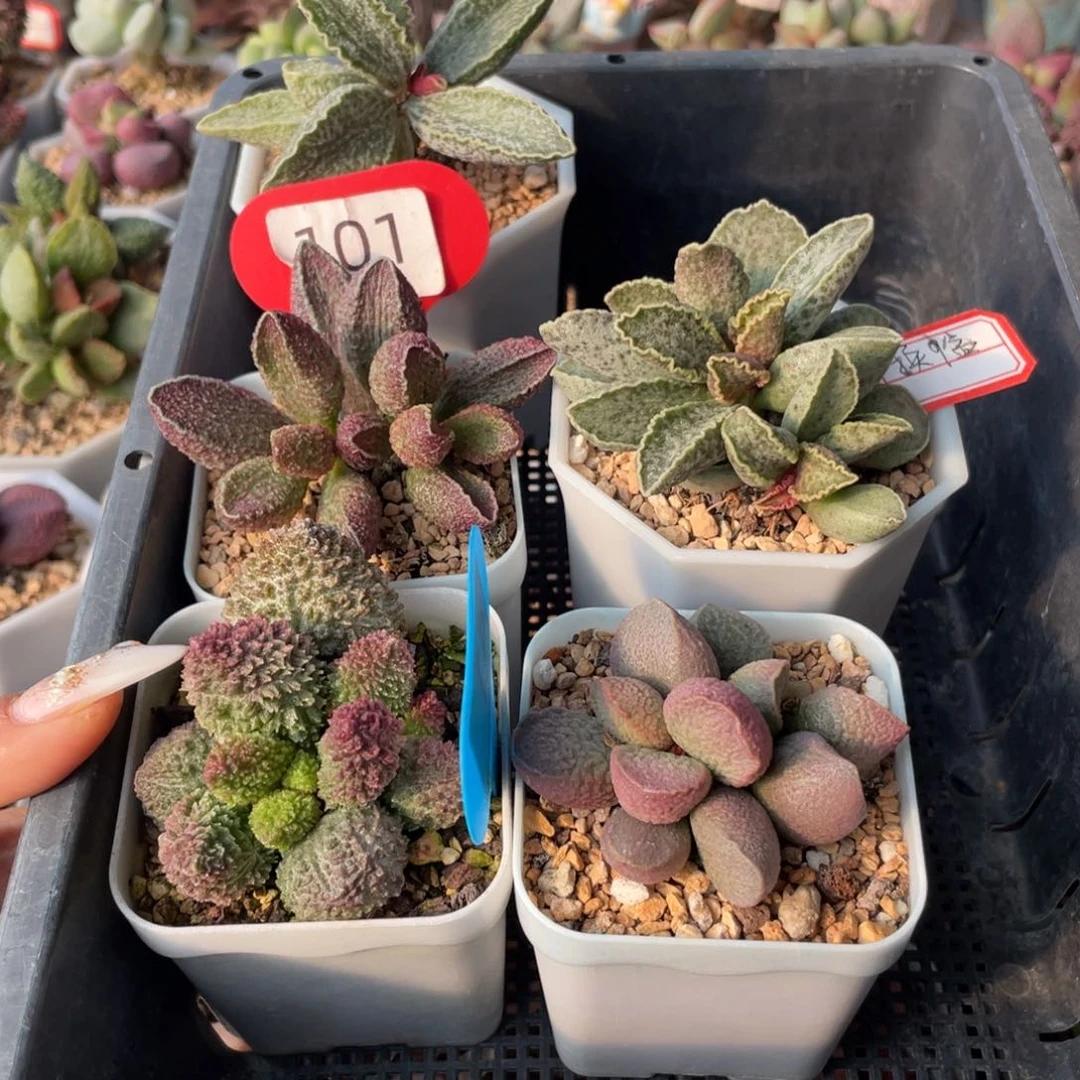 琳***涛     寄养，多送叶片。