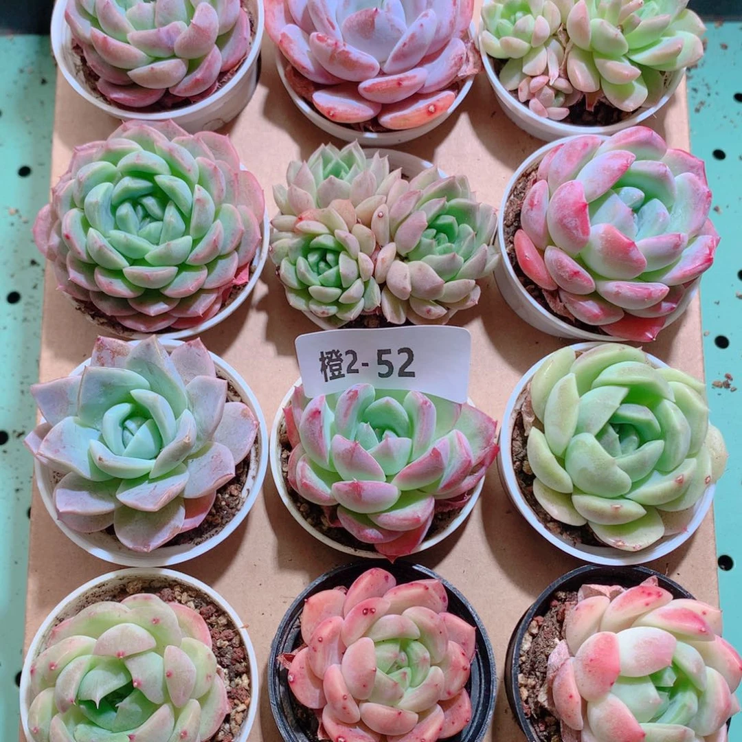 2-52一物一拍带盆18颗