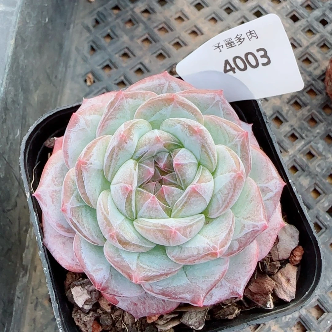 薰衣草，40003多肉植物
