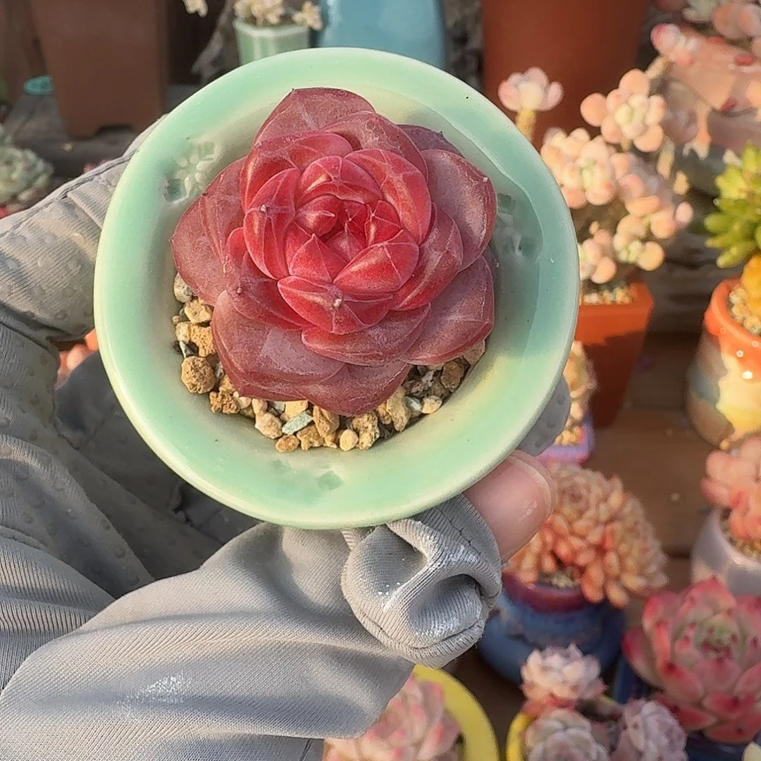 红曦珍妮 多肉含盆土 一物一拍