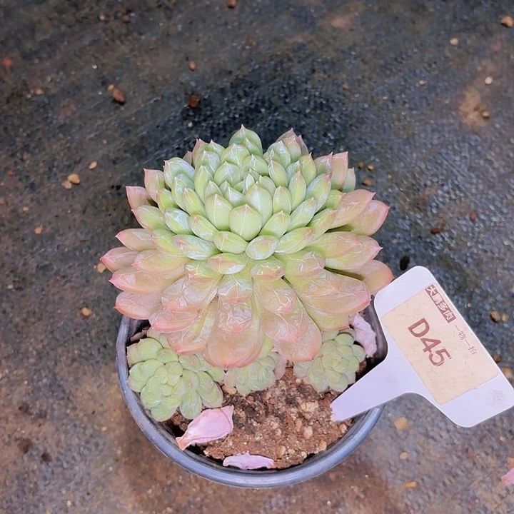 玉*百达翡丽一物一拍D45